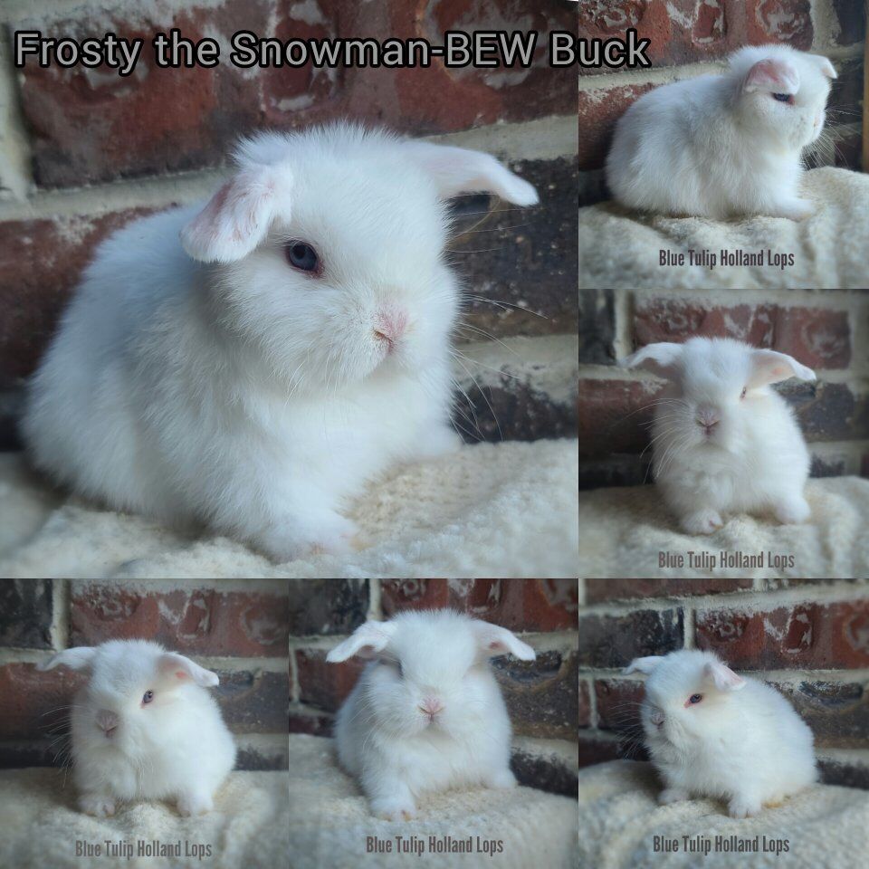 Blue Eyed White Holland Lops