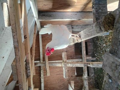 chickens