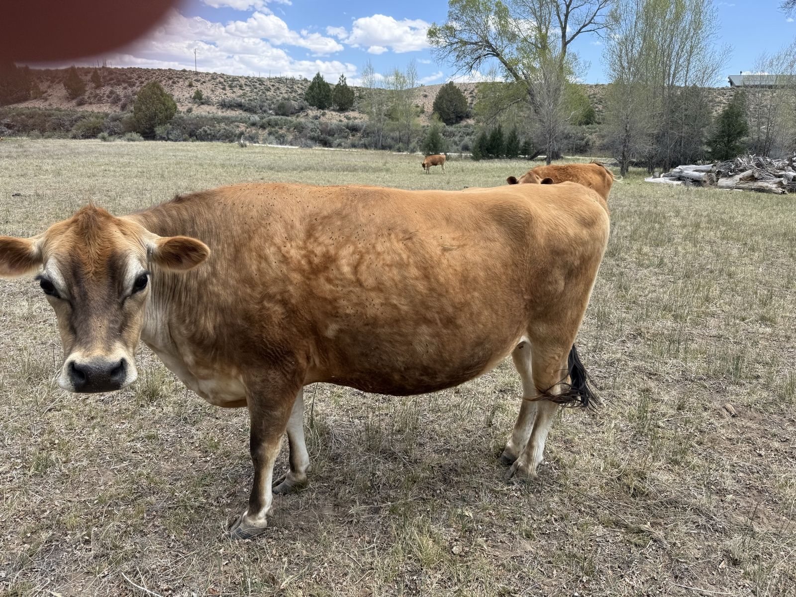 7 yr old Jersey Heifer