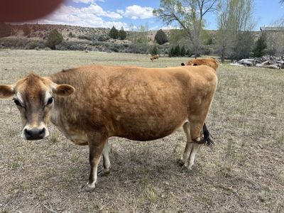 7 yr old Jersey Heifer