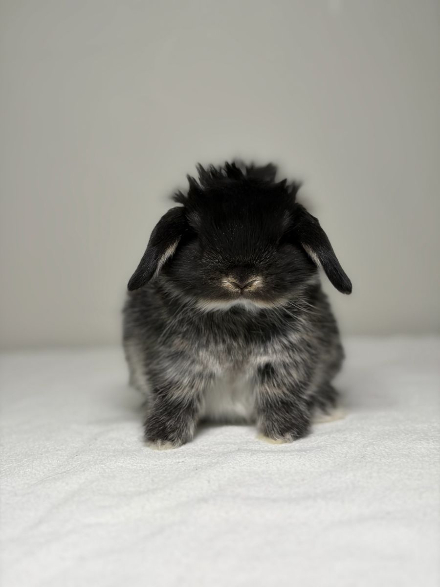 Holland Lop Doe