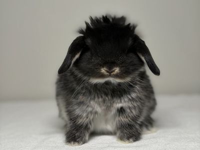 Holland Lop Doe