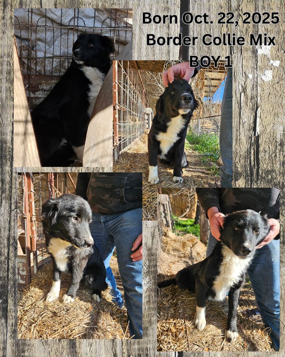 Border Collies