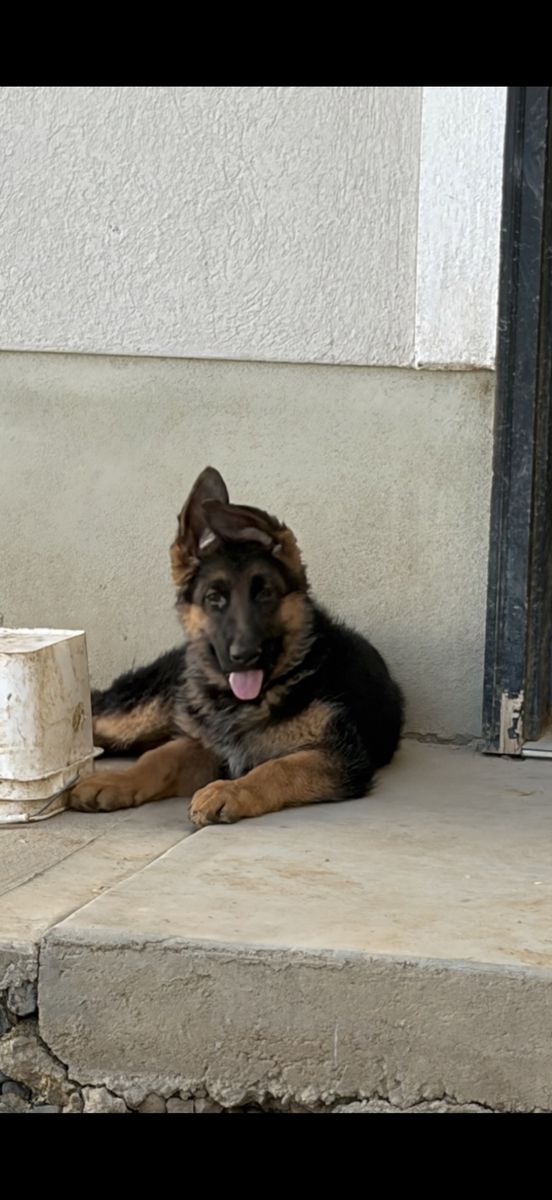 AKC  German Shepherd Puppy
