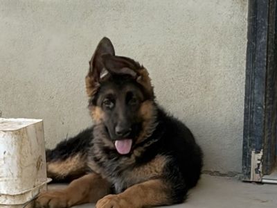 AKC German Shepherd Puppy