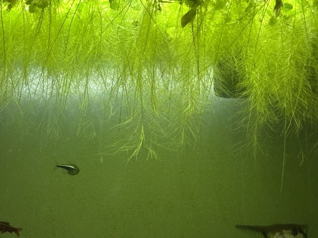 Water Lettuce, Plants Read Description