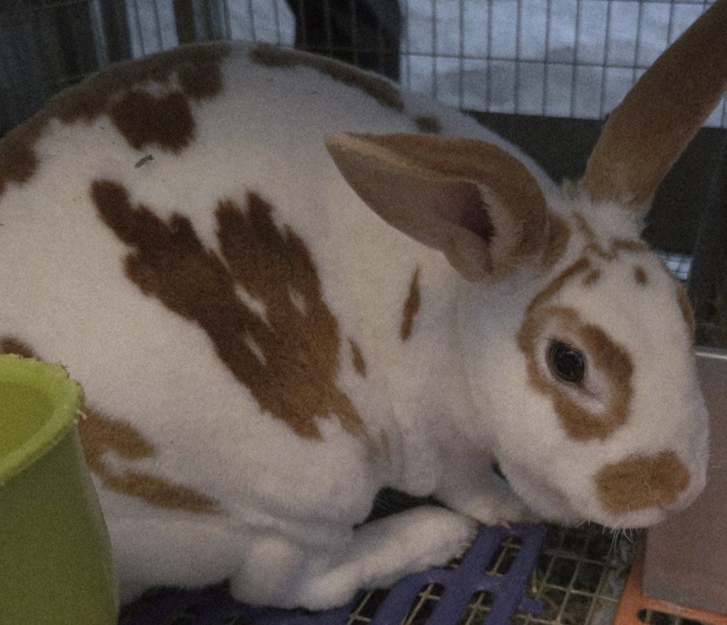 Baby Rex Bunny Rabbits and Dam