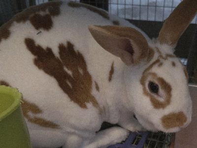 Baby Rex Bunny Rabbits and Dam