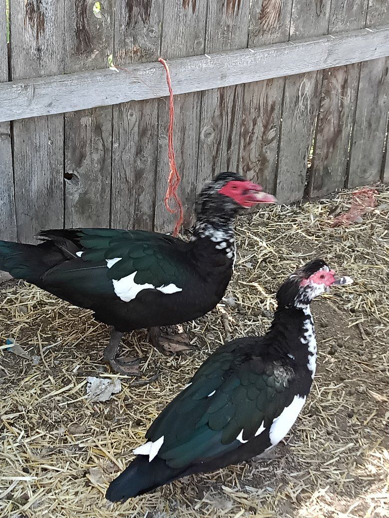 free Muscovy drake.