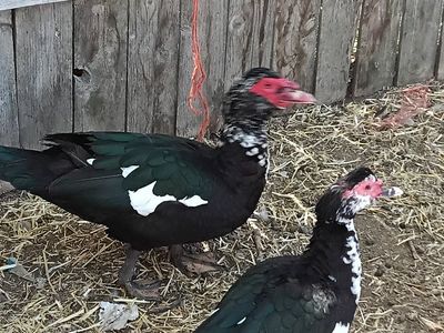 free Muscovy drake.