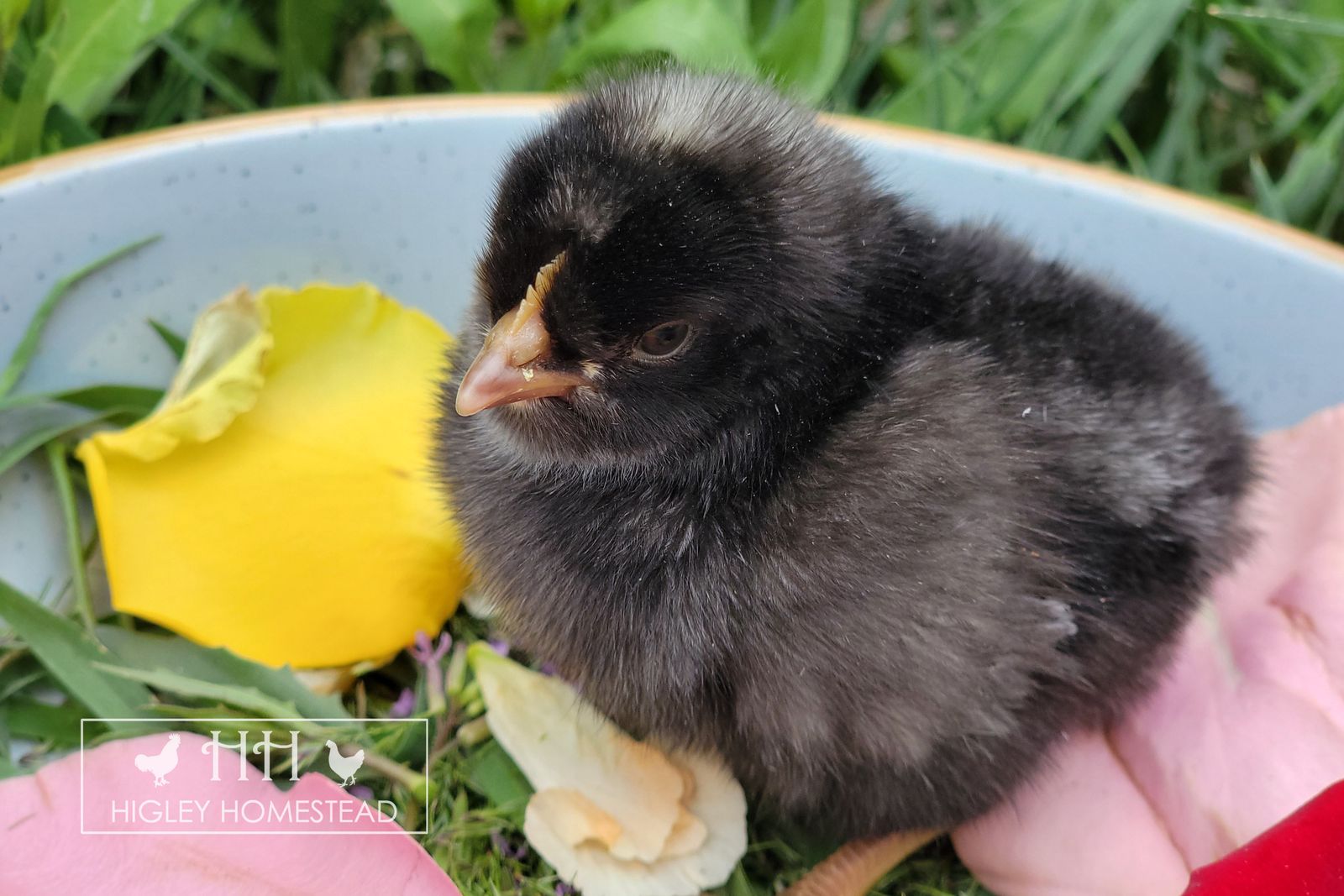 Male Ice Cream Bar Chick - Spring Sale!