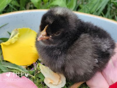Male Ice Cream Bar Chick - Spring Sale!