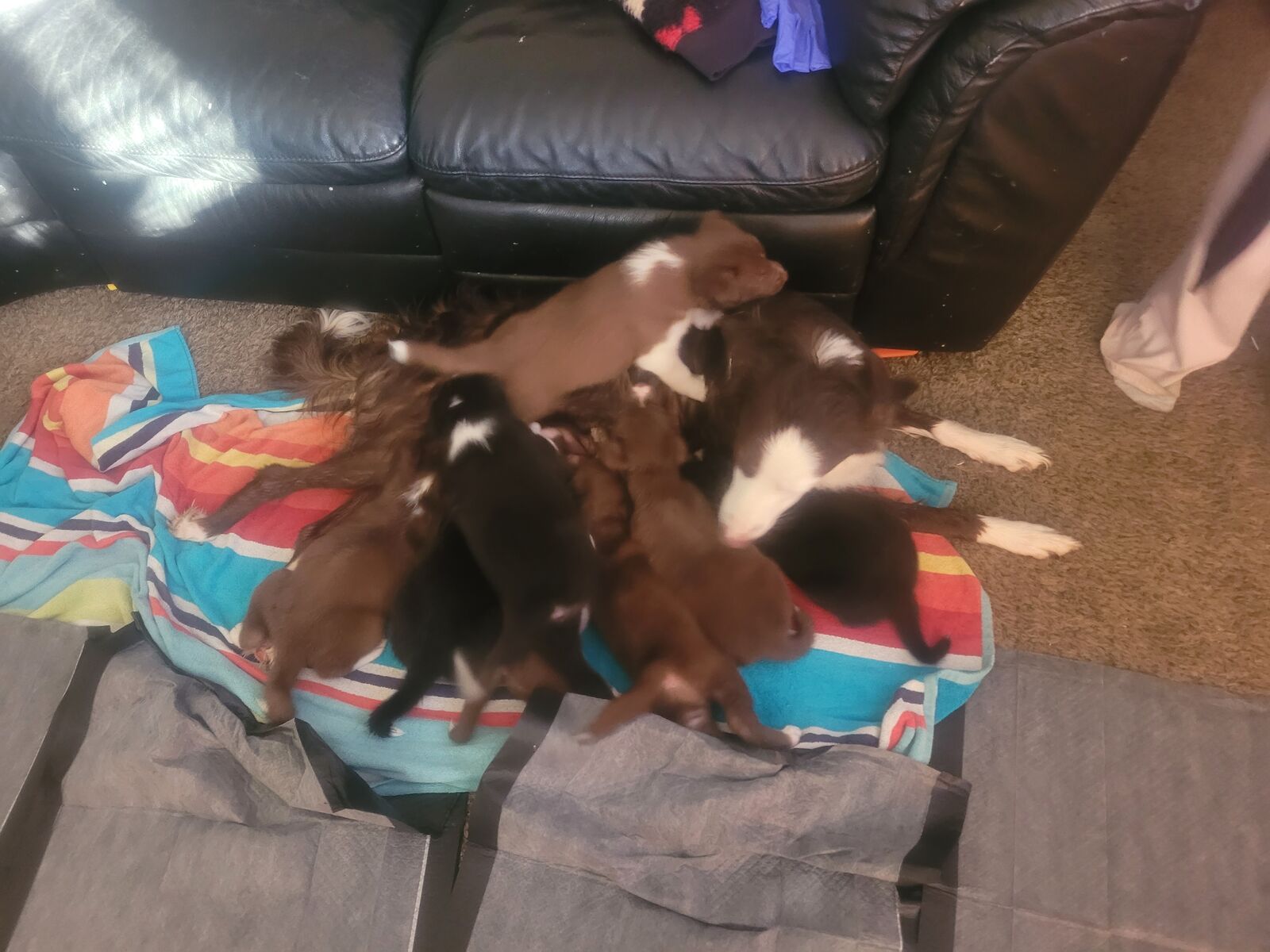 Husky/ merle border collie puppies