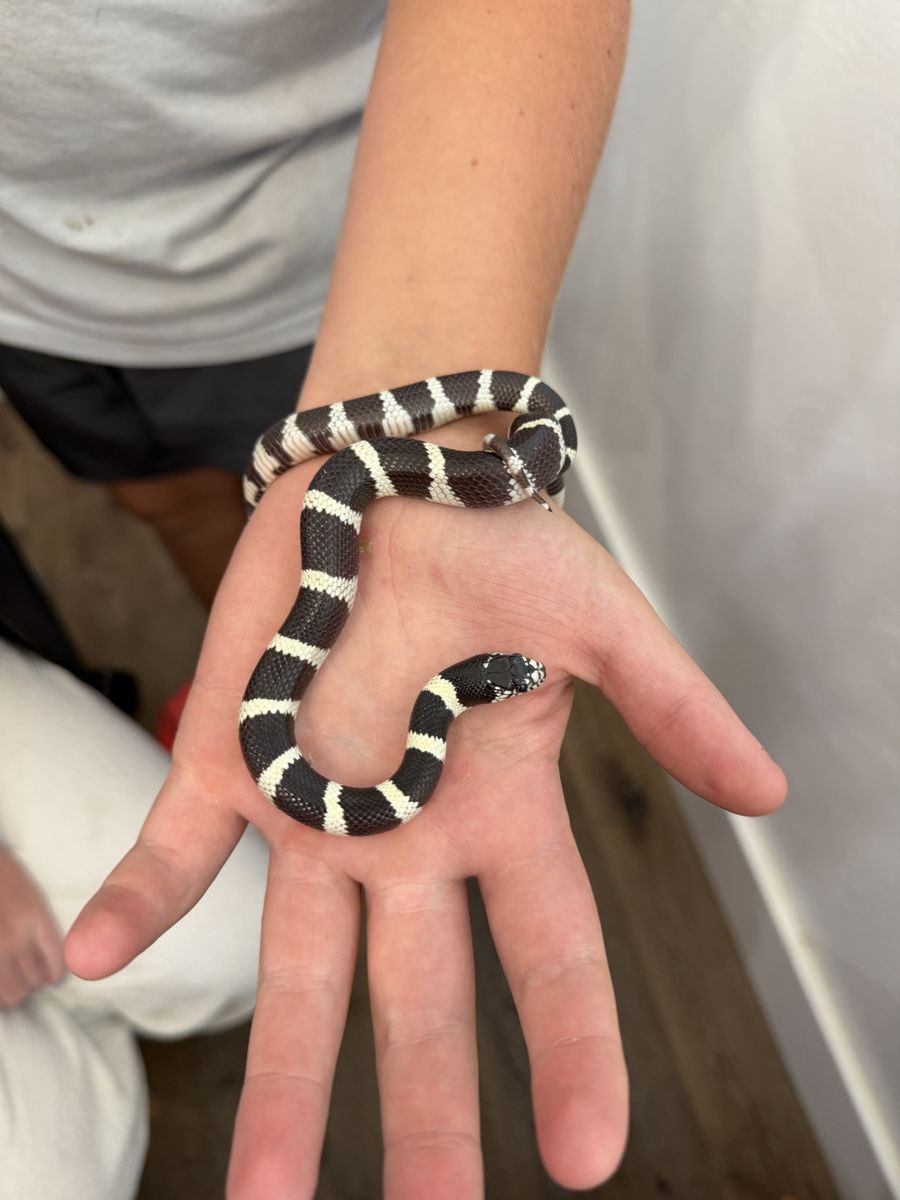 King snake and all supplies