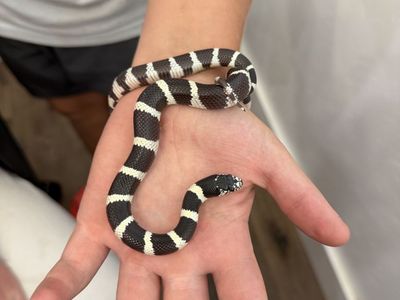 King snake and all supplies