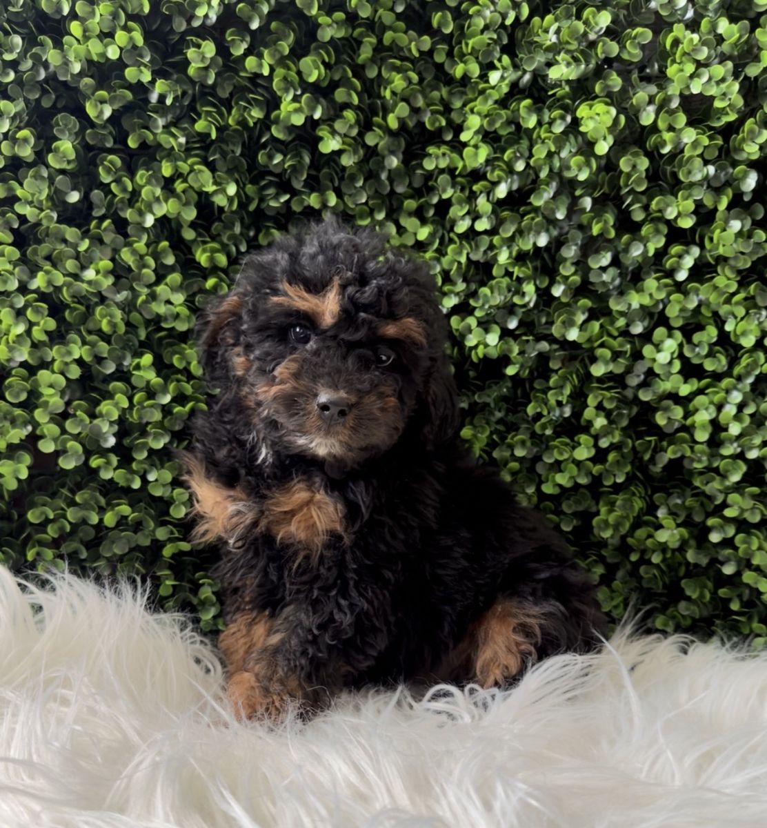 F1BB Mini Aussiedoodle Aussie doodle doodles  ( like Bernedoodle )
