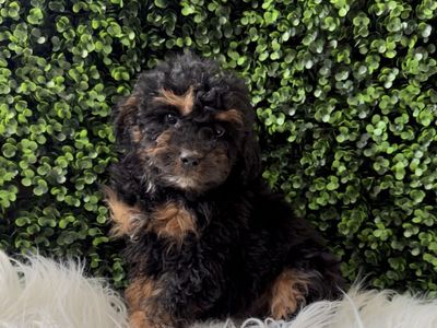 F1BB Mini Aussiedoodle Aussie doodle doodles ( like Bernedoodle )