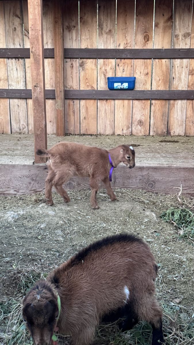 Mini Lamancha Goats, Does, Nanny, Doelings, Wither