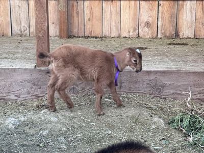 Mini Lamancha Goats, Does, Nanny, Doelings, Wither