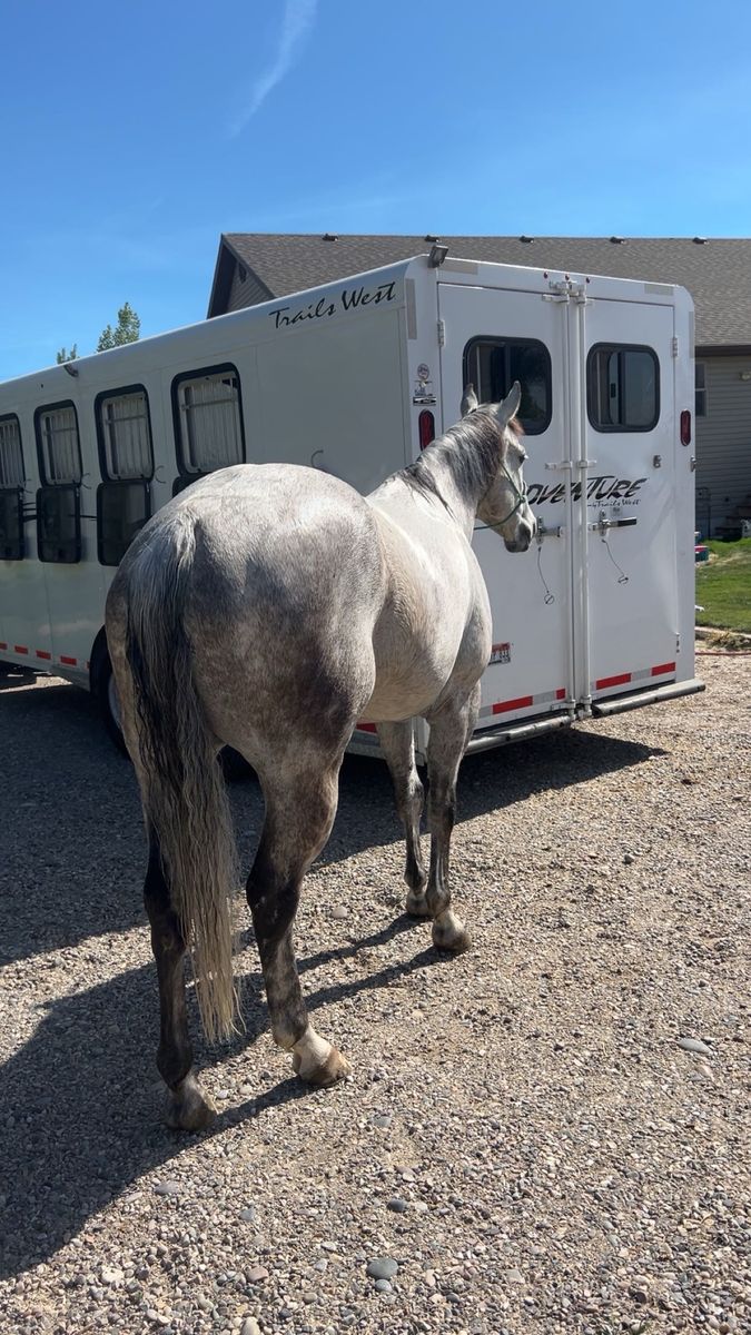 Barrel Horse