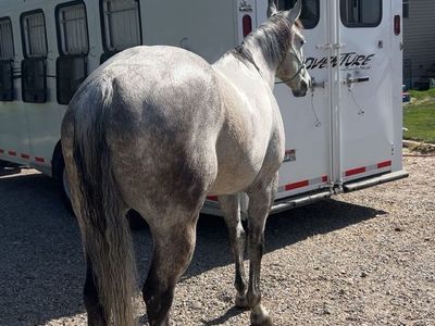 Barrel Horse