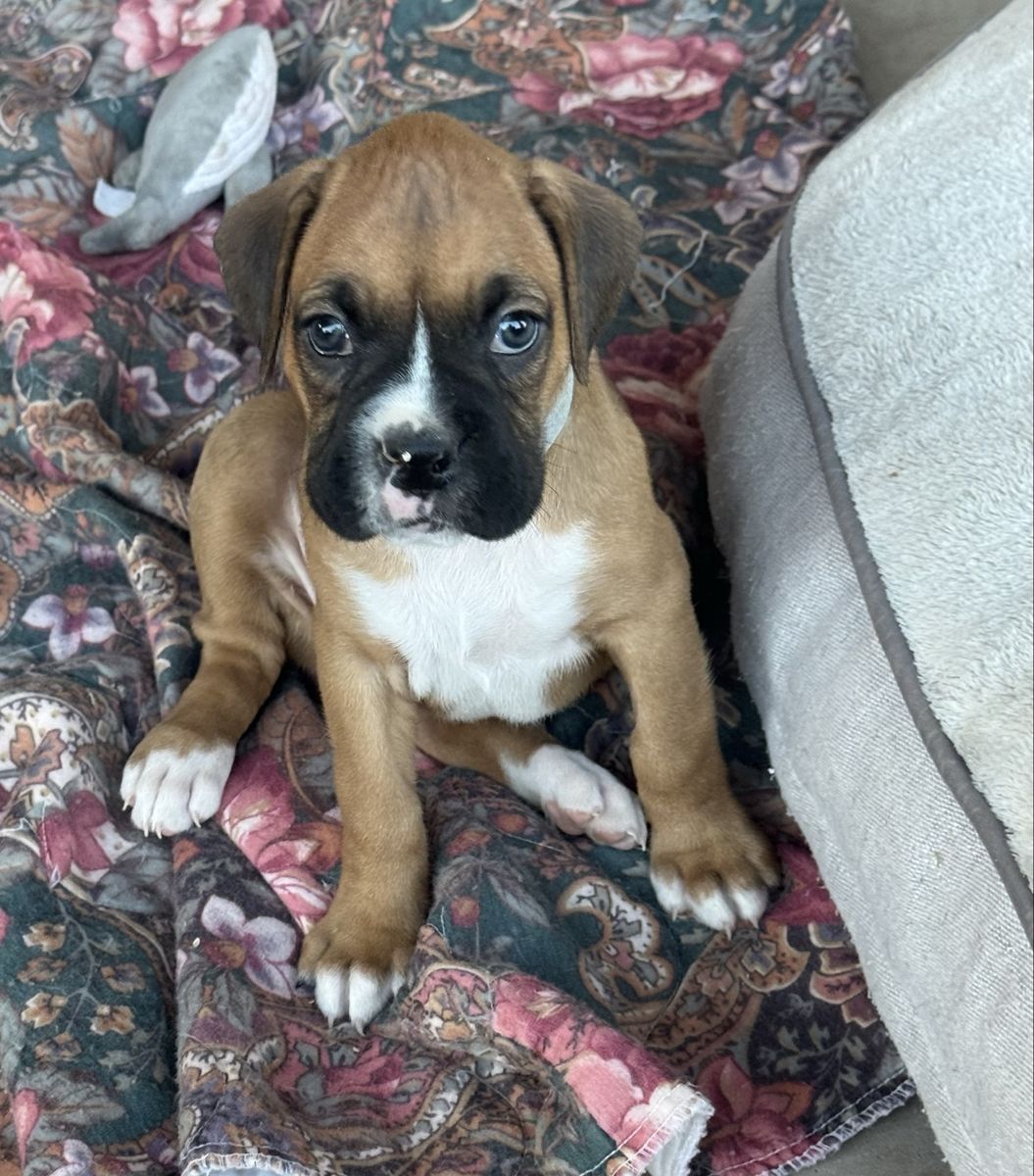 Boxer Puppies