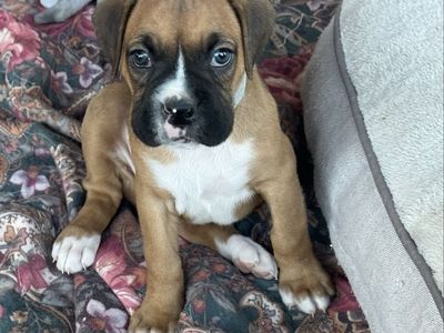 Boxer Puppies