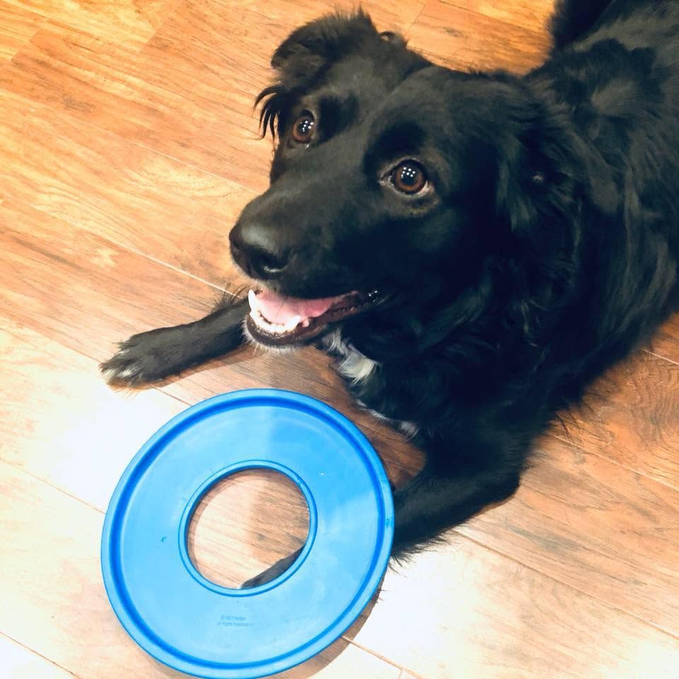 Dog Training
