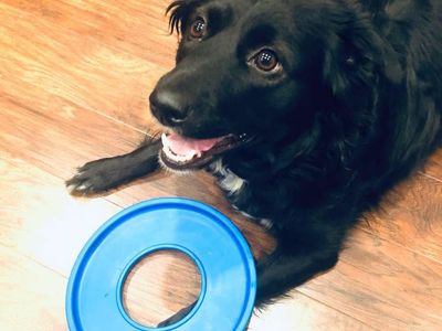 Dog Training