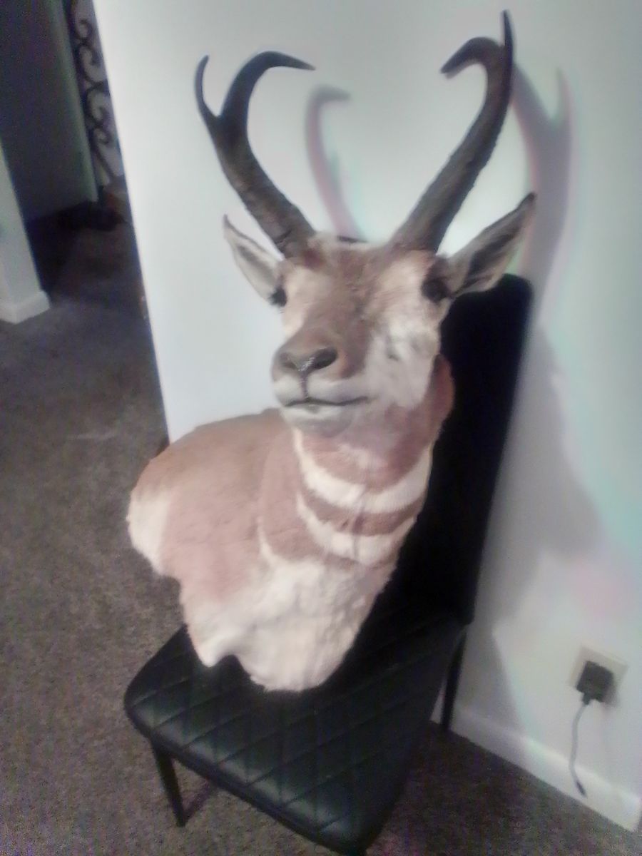 Antelope giving away at 50 dallars