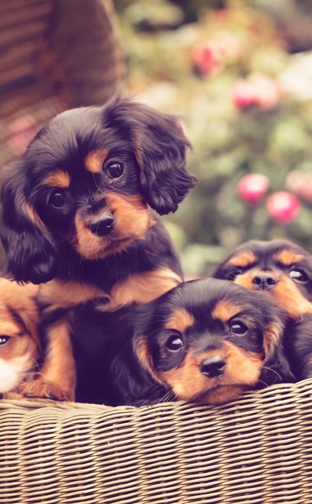 King Charles Cavalier Spaniel Puppies