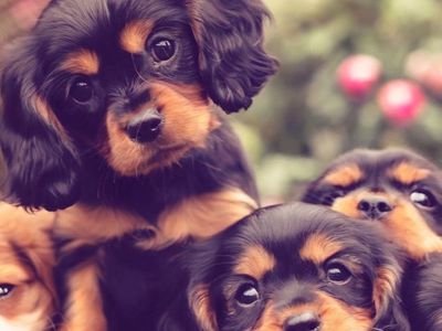 King Charles Cavalier Spaniel Puppies