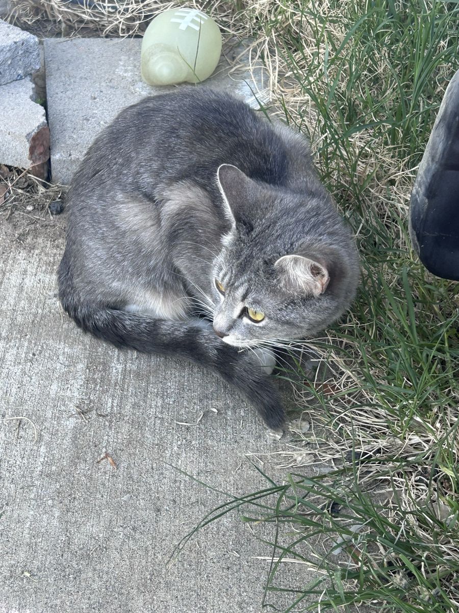 3 yr old female cat