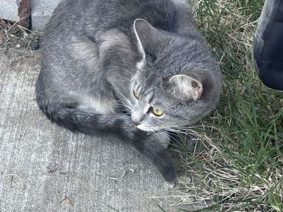 3 yr old female cat
