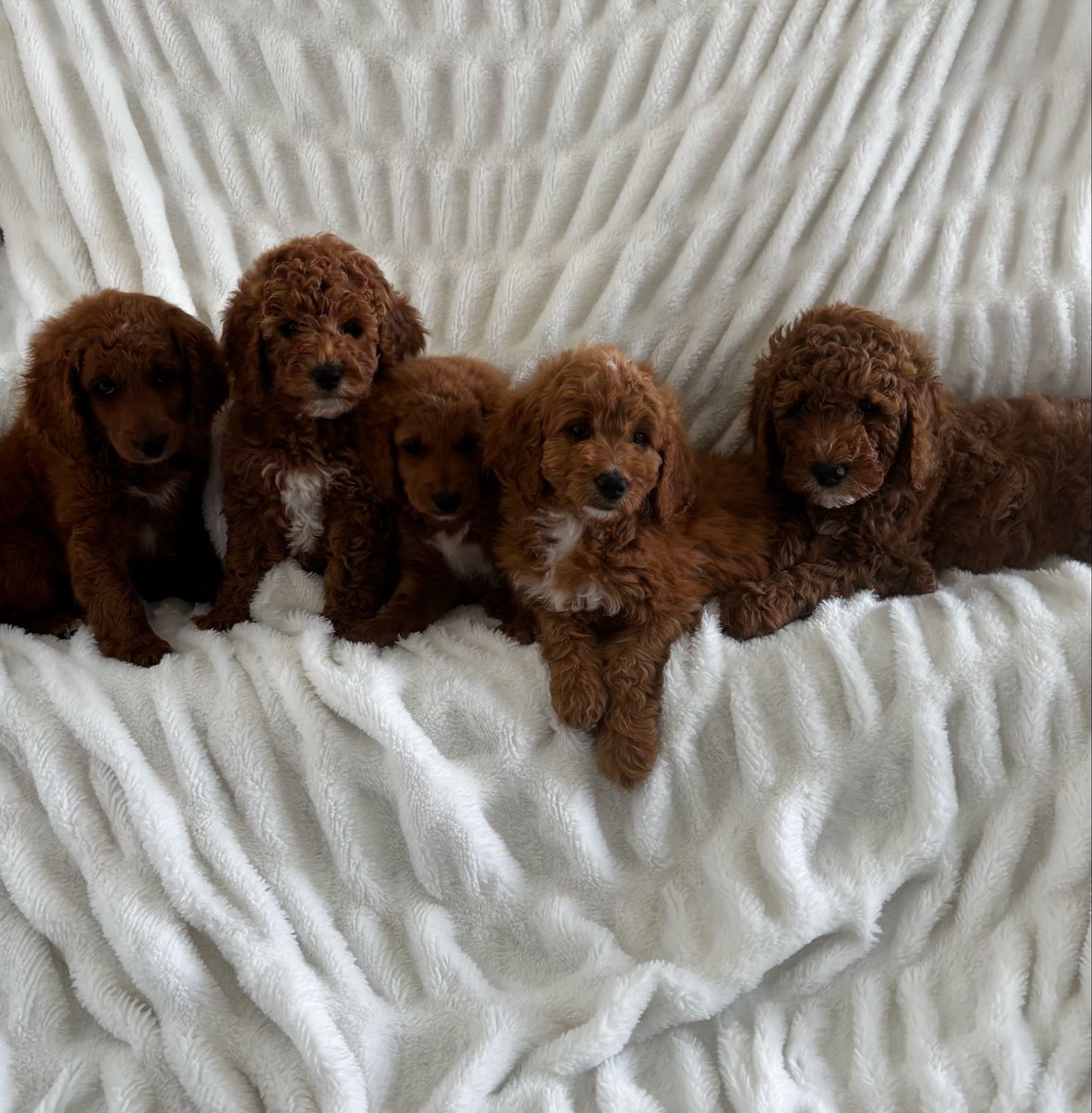 READY THIS WEEKEND!! Adorable Mini Goldendoodles