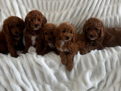 READY THIS WEEKEND!! Adorable Mini Goldendoodles