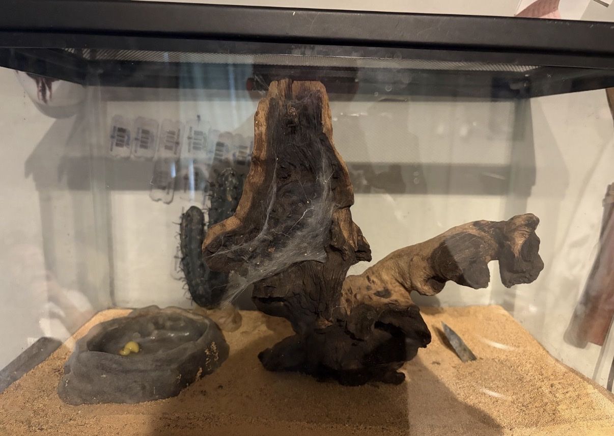 Glass Terrarium Enclosure with Wood Hide and Water Dish