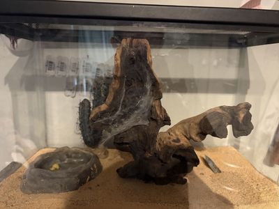 Glass Terrarium Enclosure with Wood Hide and Water Dish