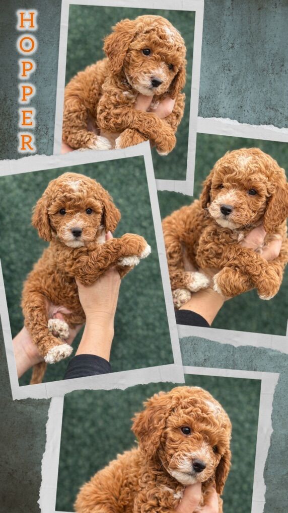 Mini Goldendoodle Puppies F2bb