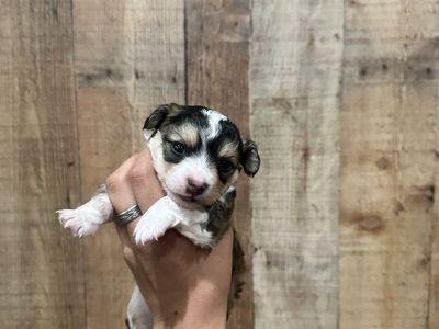 Male Chihuahua Puppy