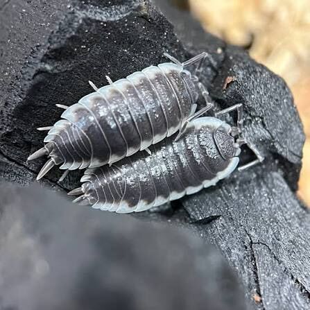 Servilla Titan isopod