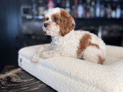 8 lbs Red Blenheim F1b Cavapoo Stud Service+Package Hypoallergenic Teddy Bear Puppies