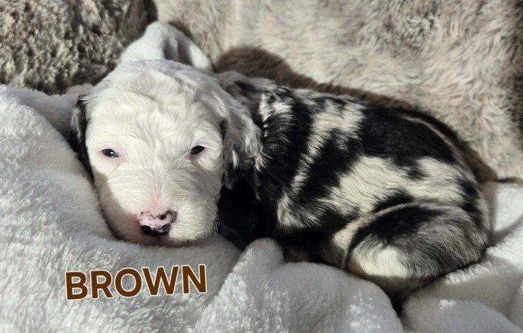 F2 Standard Sheepadoodle Puppies – Ready August 1st!