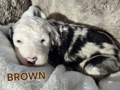 F2 Standard Sheepadoodle Puppies – Ready August 1st!