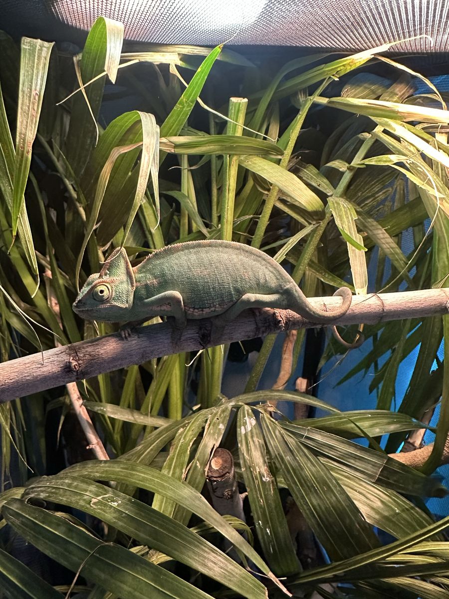 Veiled chameleon with full Enclosure