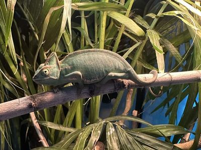 Veiled chameleon with full Enclosure