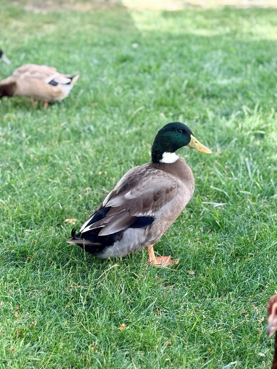 Male Duck Drake