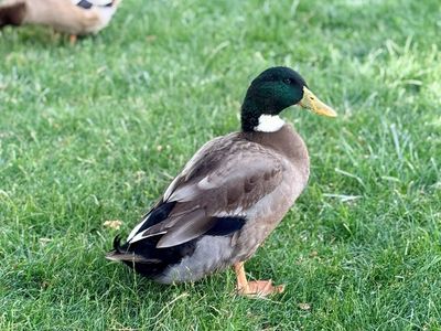Male Duck Drake