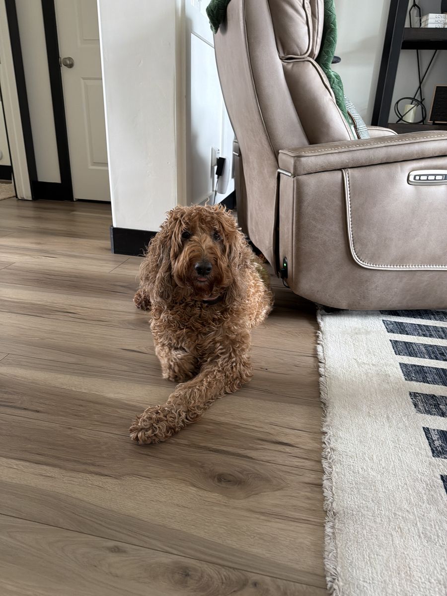 Goldendoodle, Female, Adult