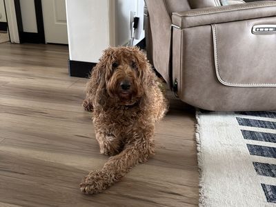 Goldendoodle, Female, Adult